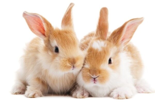 Nid d'herbe pour lapin – Image 3