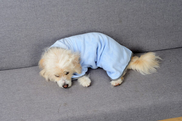 Peignoire pour petit chien – Image 7
